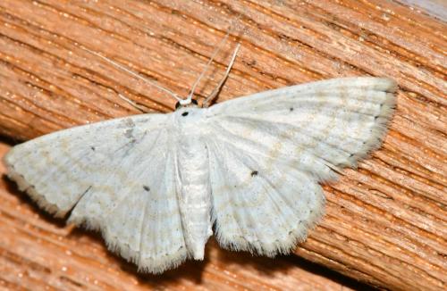 Réf. 308 088 : Scopula imitaria